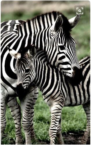 Hostal Zebras Guest House Geraldton