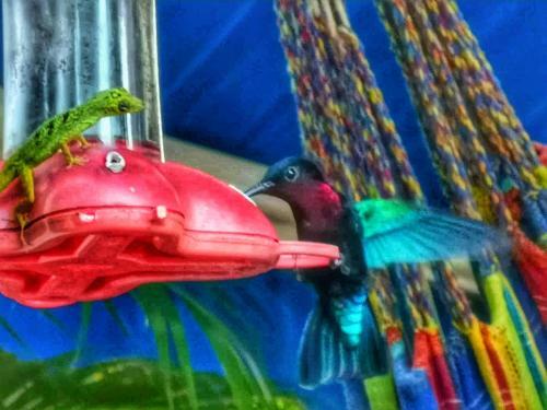 Apartamento Studio Bwa Banbou Dans Villa Fleurs Des Iles