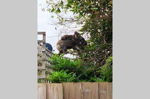Charlie?s Beach House 1block To Beach Pet Friendly
