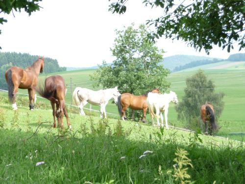 Hostal Sportpension Ramlhof