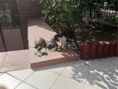 Hotel Vila Twix