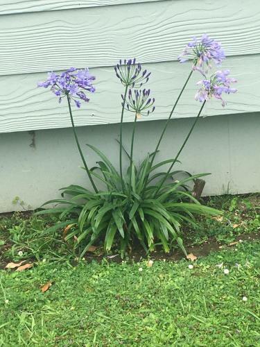 Bed & Breakfast Agapantha Cottage Retreat