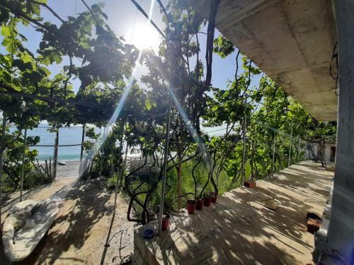 Hostal Jungle House