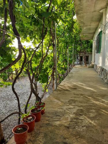 Hostal Jungle House
