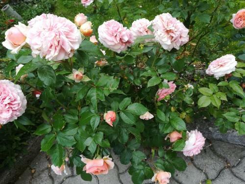 Bed & Breakfast M�hlnerhof Familie Gruber