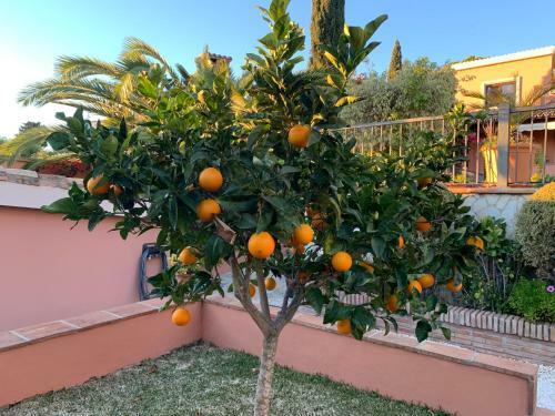 Exclusive Andalusian Villa El Pino In Cabopino