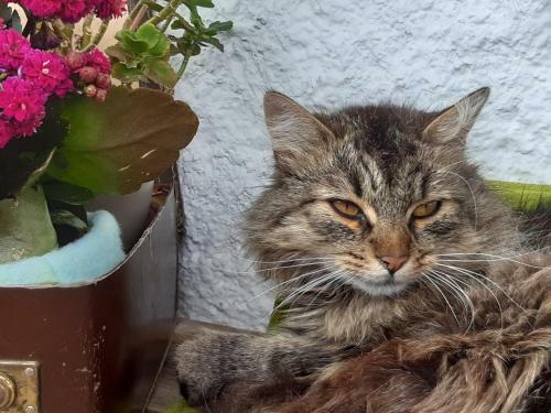 Bed & Breakfast Haus Pinter