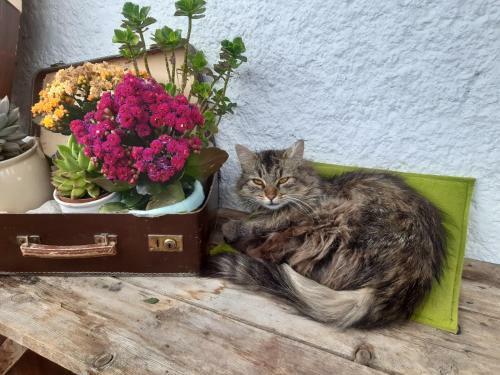 Bed & Breakfast Haus Pinter