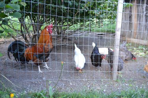 Bed & Breakfast Haus Pinter