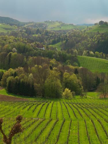 Hostal Weingut Skoff Original