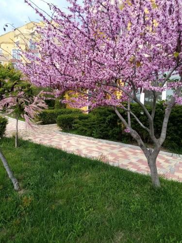 Apartamento ?????? ??????, ??????