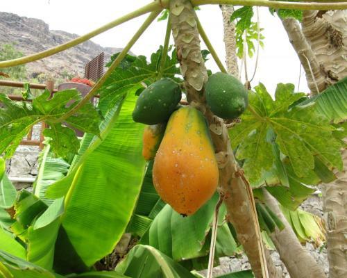 Apartamento Papaya