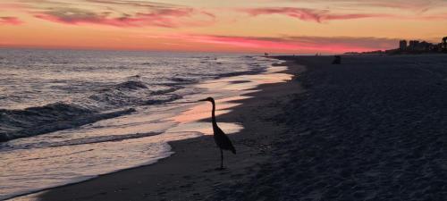 Apartamento Sandy Shores West 104 Condo