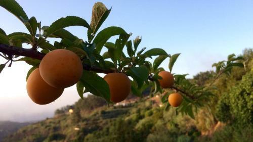 Casas Rurales Panchita Y Millo