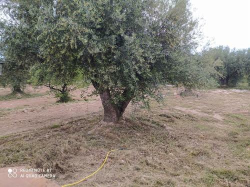 Cortijo Oliveras Moratalla