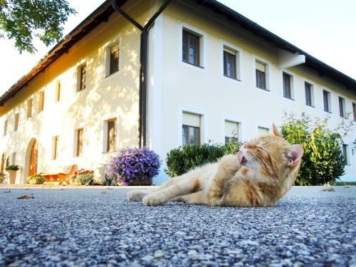 Hostal Bauernhofpension Herzog Zu Laah
