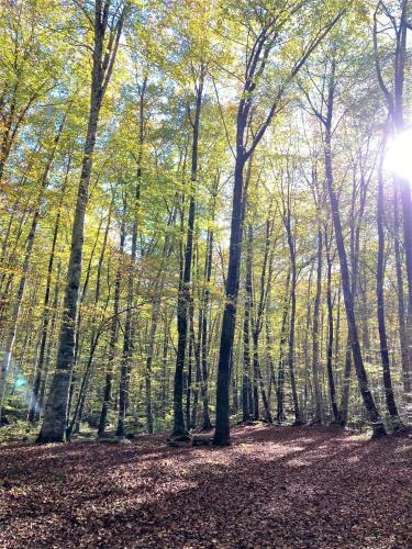 Apartament Natura Amb Calma