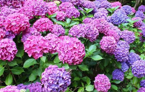 La Casita De Las Hortensias