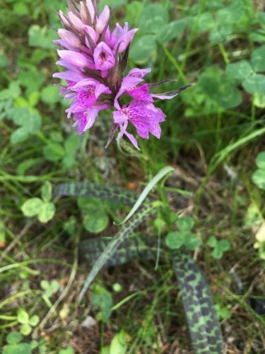 Apartamento Ferienwohnung Schaap-m�ller