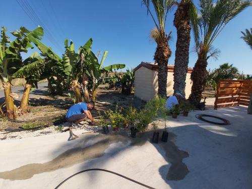 Apartamento Argaka Palm Tree Apts