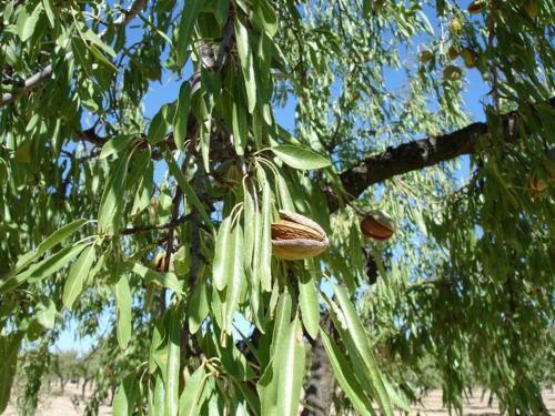 Agroturismo Los Trulls D�auligu�