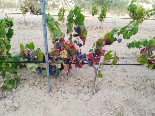 Agroturismo Los Trulls D�auligu�