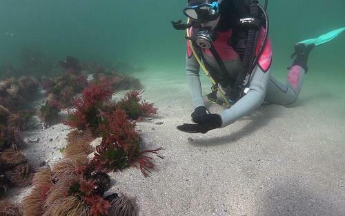 Casi�as Mari�eiras (taberna Vella)