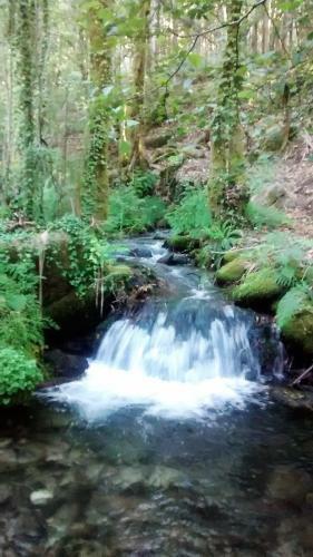 Os Salguieiros (the Willows)