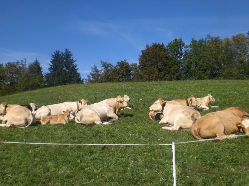 Agroturismo Berghof Latzer