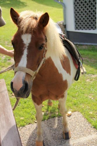 Hotel Panoramadorf Saualpe