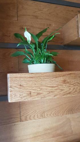 Apartamento Magnolija