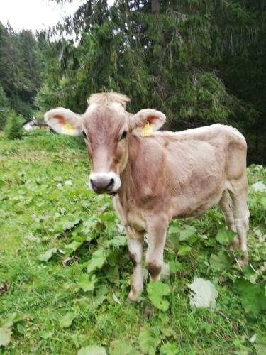Apartamento Haus Resswald