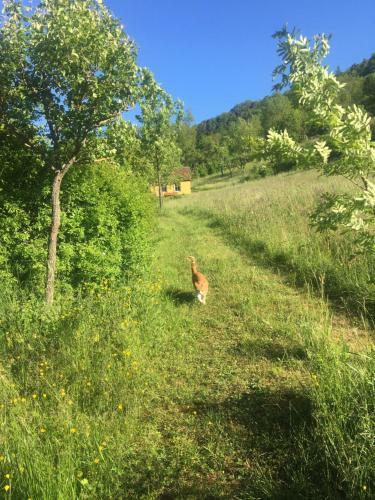 Apartamento Rose Cottage Im Romantischen Taubertal