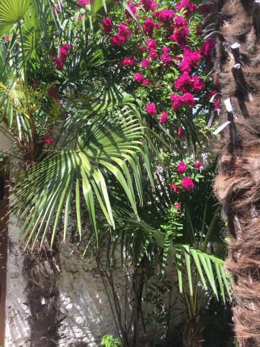 Apartamento Palmera
