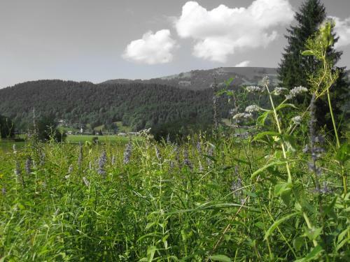 Apartamento G�stehaus Metzler