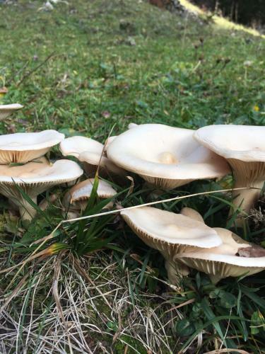 Apartamento G�stehaus Metzler