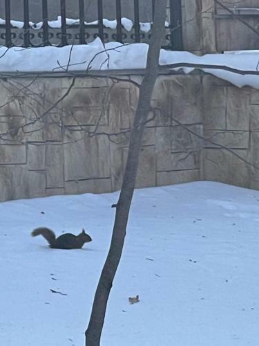 Villa Squirrel House Tsaghkadzor