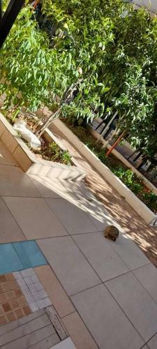 Kas Garden