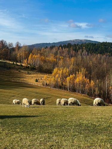 Hotel Legat Kuca Za Odmor