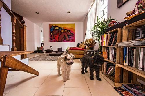 Hostal Casa 7 Cholula