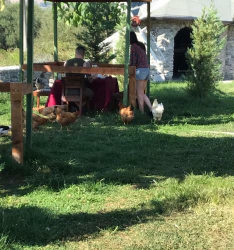 Windmill Shkodra Gesthouse Camping & Grill