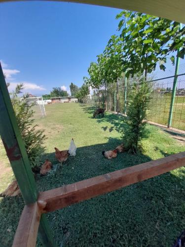 Windmill Shkodra Gesthouse Camping & Grill