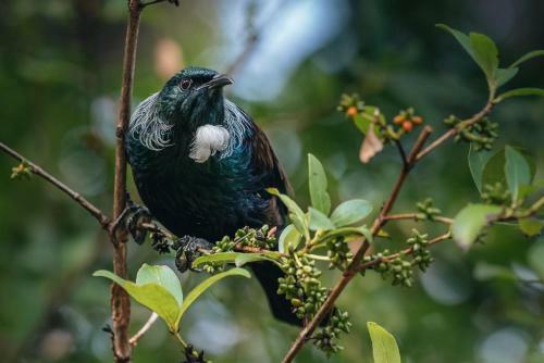 Treetops - Forest Retreat- Near Onetangi Beach