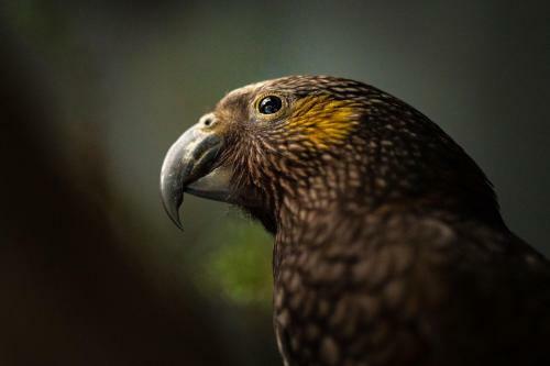 Treetops - Forest Retreat- Near Onetangi Beach