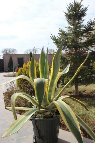 Luxury Villa With The Best Garden & Tours