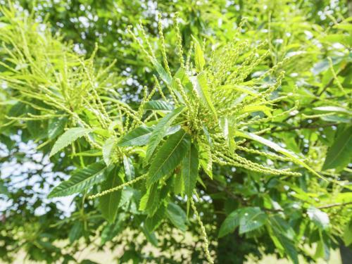 Agroturismo Holiday Home Hertenbroeksgoed Braamt