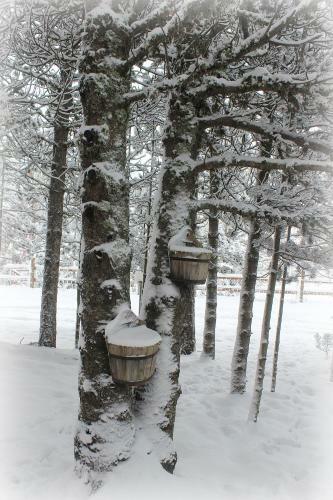 Vikendica Pahuljica