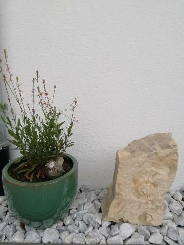Apartamento Ferienwohnung Mehlbaum