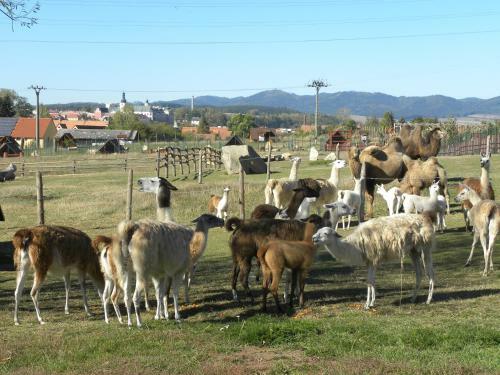 Agroturismo Farma Wenet