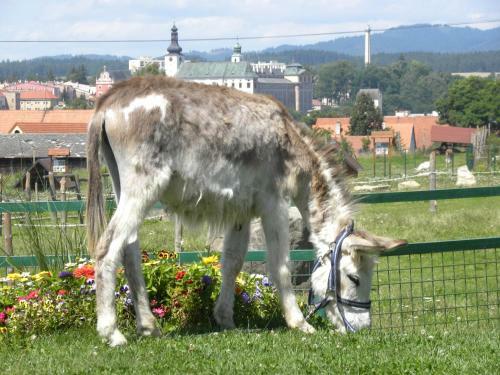 Agroturismo Farma Wenet